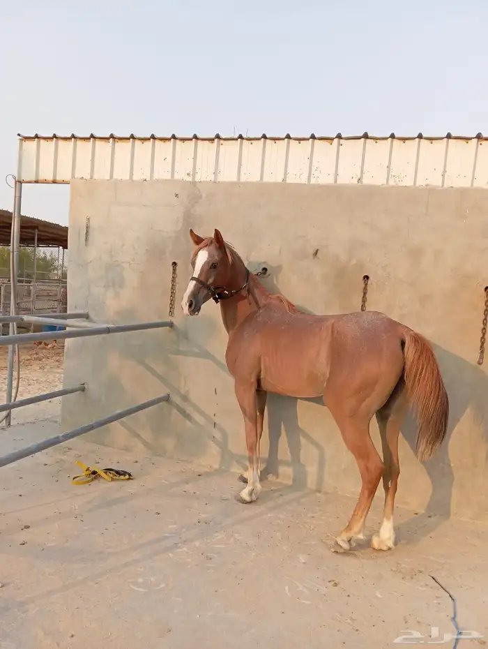 فرس جزيرية عبيه 1