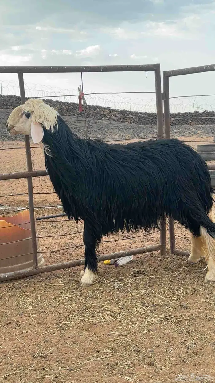 فحل نجدي ثني مشروط القريع 0