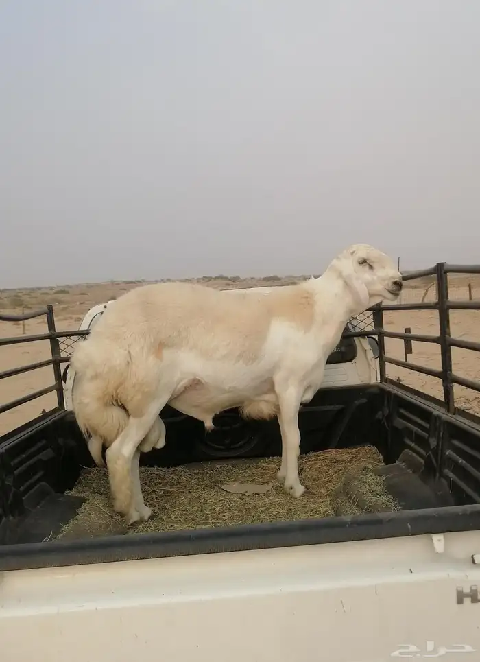 مشروع فحل صنف 0