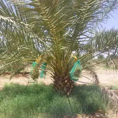 نخيل الزلفي الغاط المجمعه سدير القصيم index