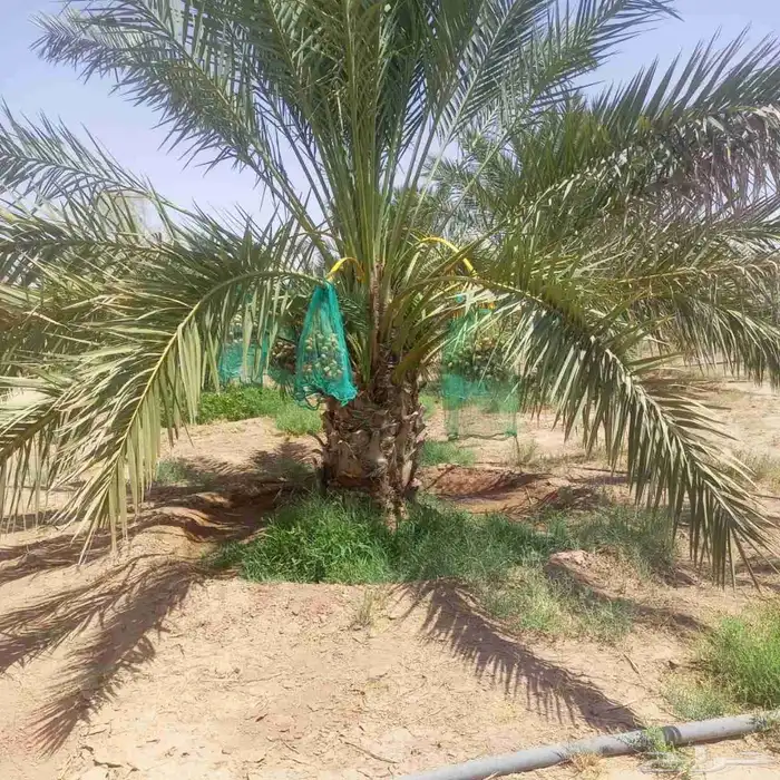 نخيل الزلفي الغاط المجمعه سدير القصيم 2