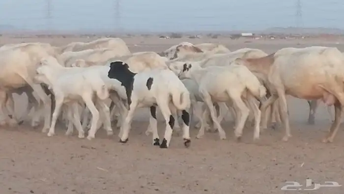 غنم رفيديات خلفات بهمها جواهر ضان رفد 8