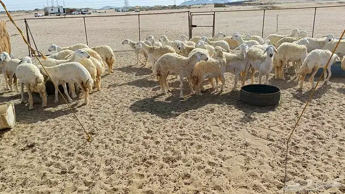 رخال حريات عددها 41 راس طيبه 0