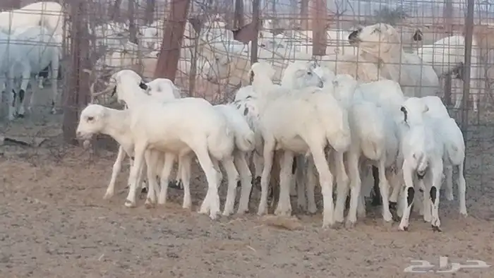 غنم رفيديات خلفات بهمها جواهر ضان رفد 22