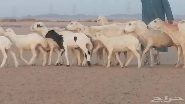 غنم رفيديات خلفات بهمها جواهر ضان رفد 2