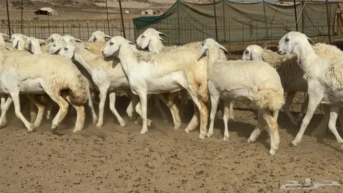 غنم حريات رخال جدعات 9