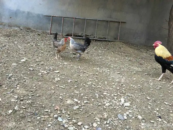 دجاج عربي اصيل 9