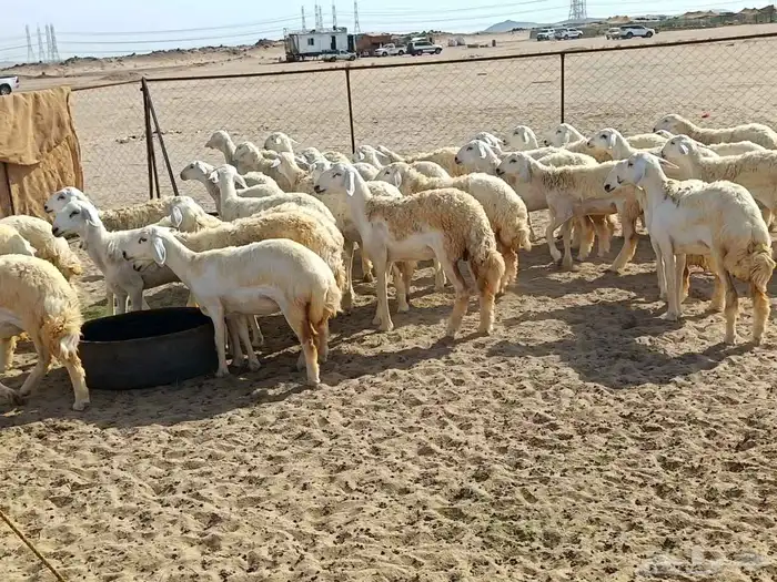 رخال حريات عددها 41 راس طيبه 1