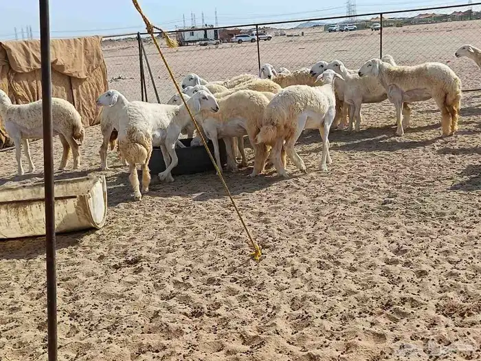 رخال حريات عددها 41 راس طيبه 4