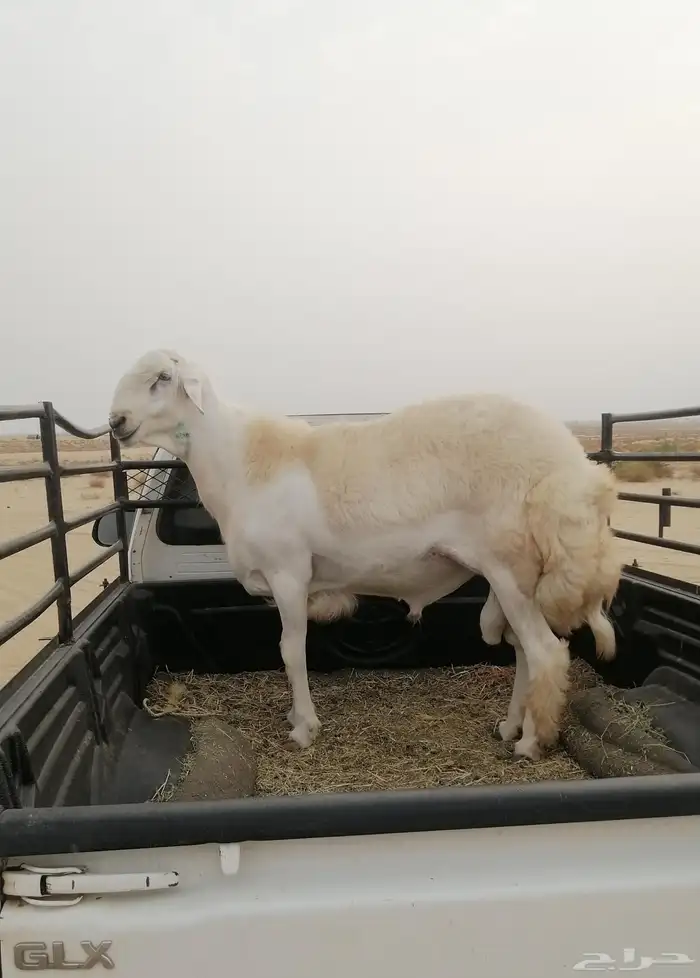 مشروع فحل صنف 7