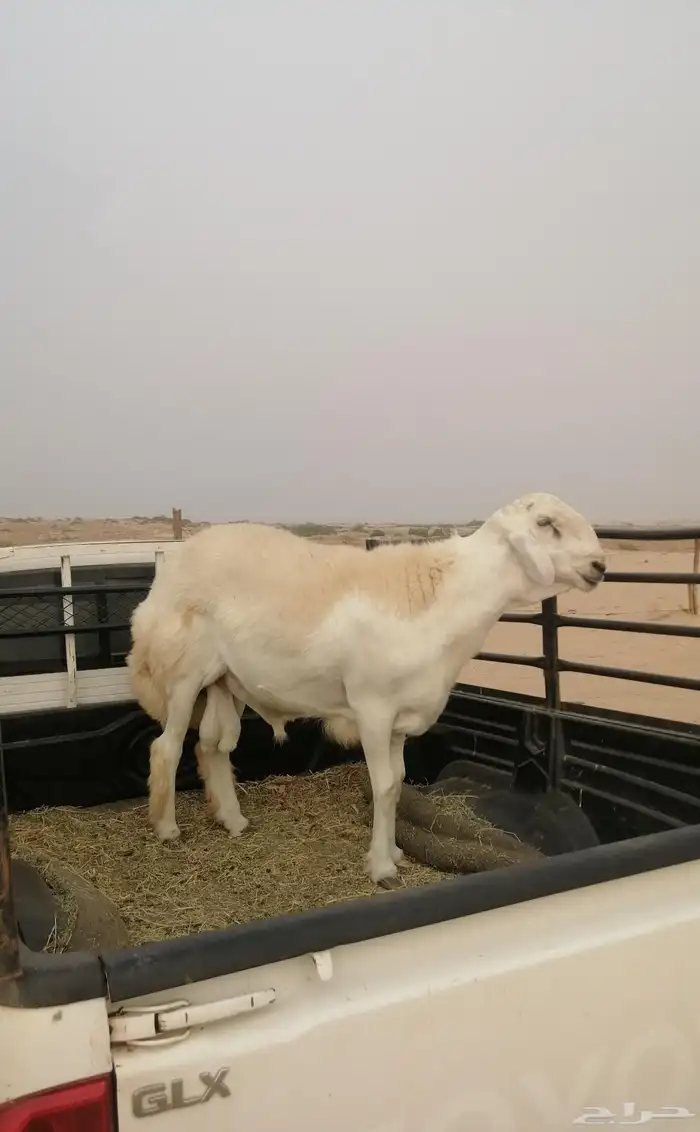 مشروع فحل صنف 5