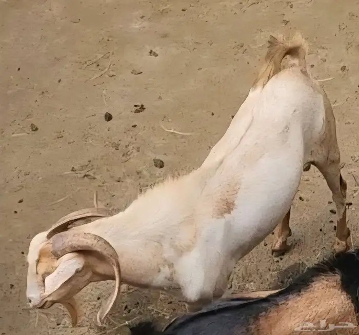 تيس فحل سليم من كل العيوب والامراض. السن رباع 1