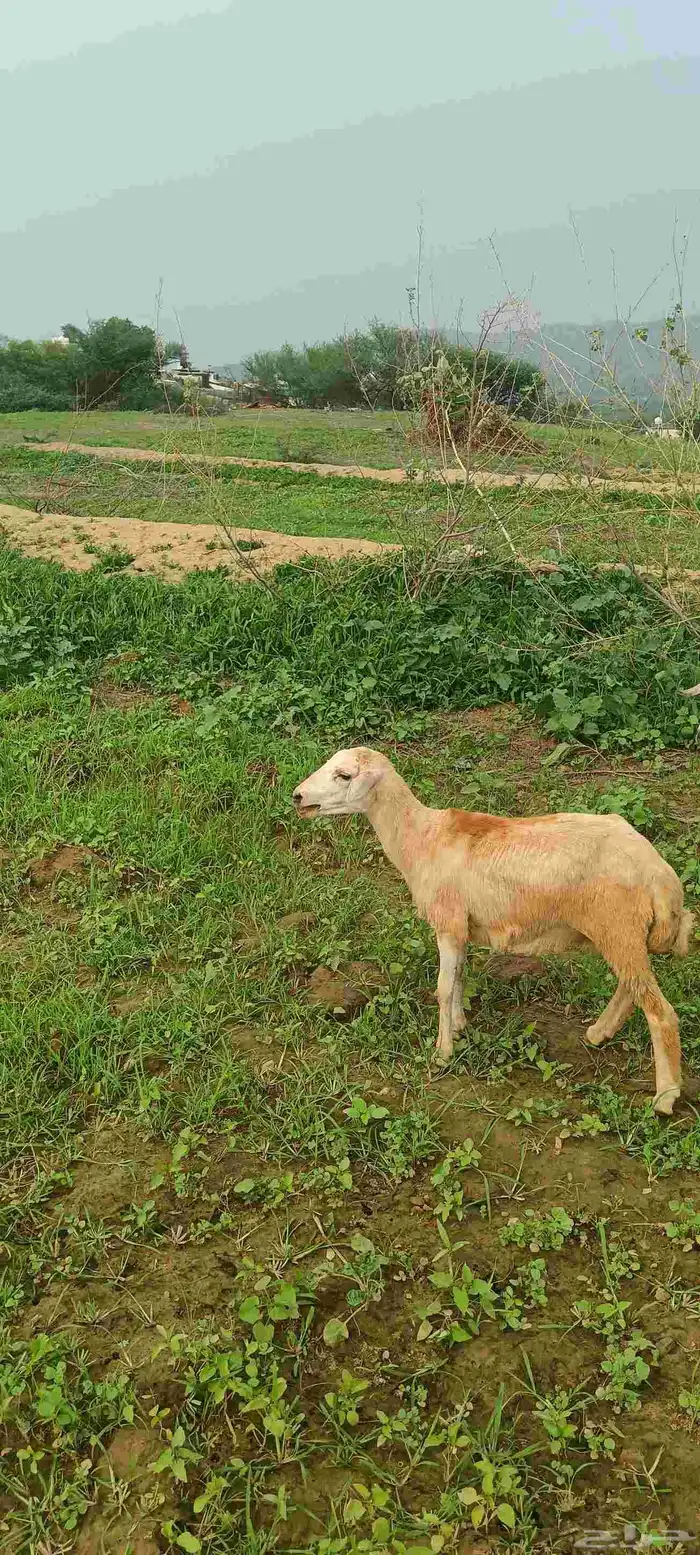 دخل على السوم 0
