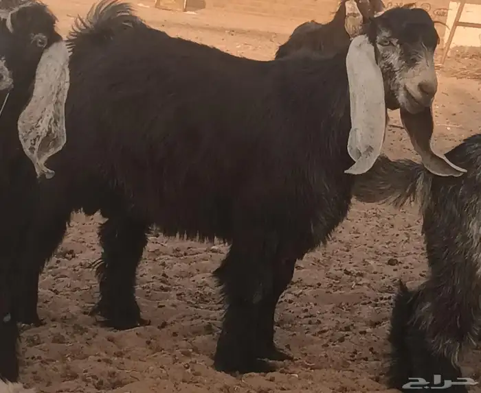 تيوس عوارض 1