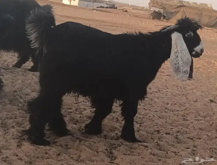 تيوس عوارض 3