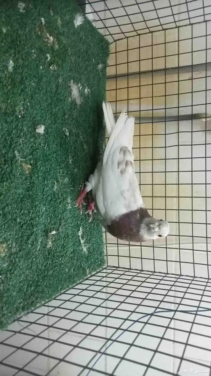 للبيع انثى شاينز ابو قرن صيني 1