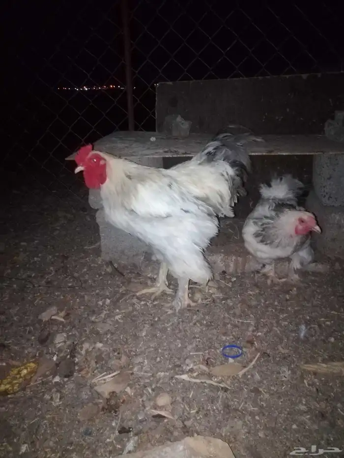 دجاج براهما للبيع بياض 5