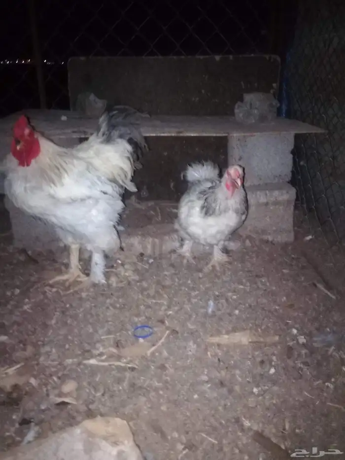 دجاج براهما للبيع بياض 6