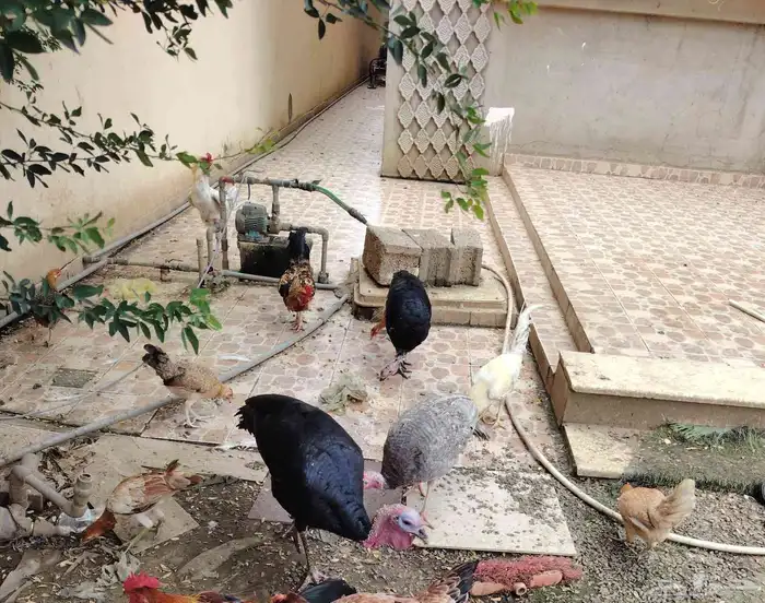 حرجة ضمد 6