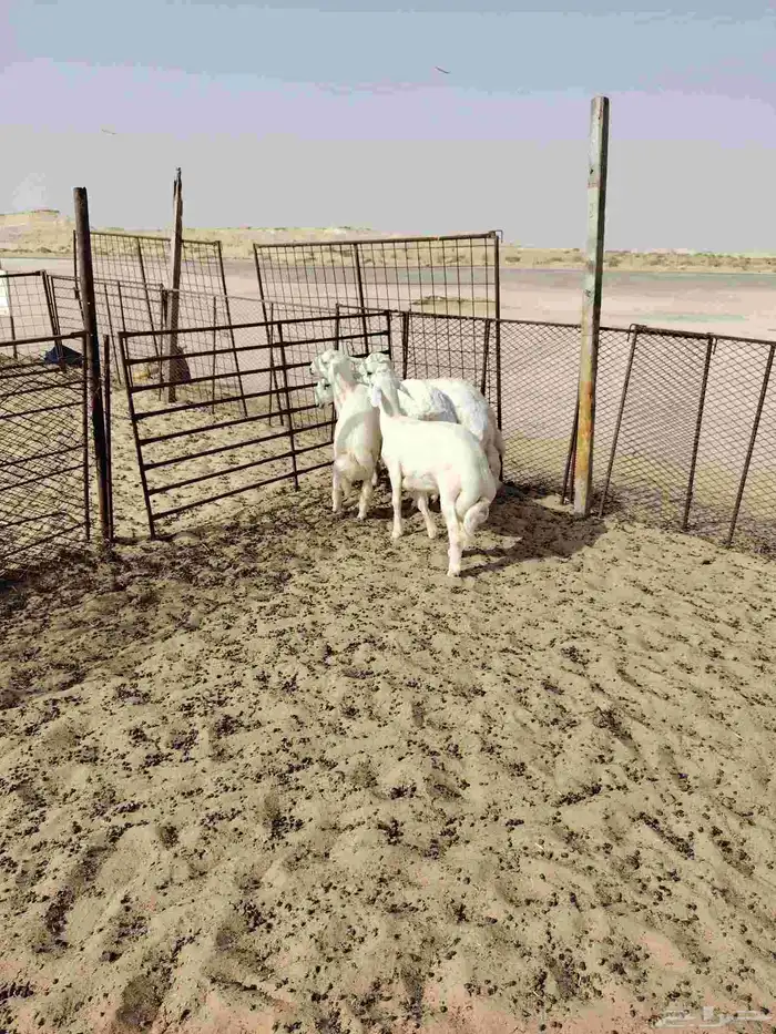 ذبائح حري فل   وسواكن فل 3