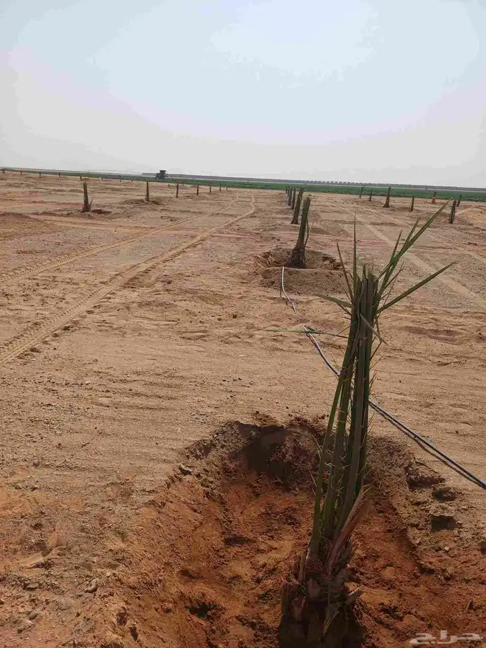 يوجد لدينا فسايل نخيل خلاص حساء ونقوم بقشع وغرس الفسايل 2