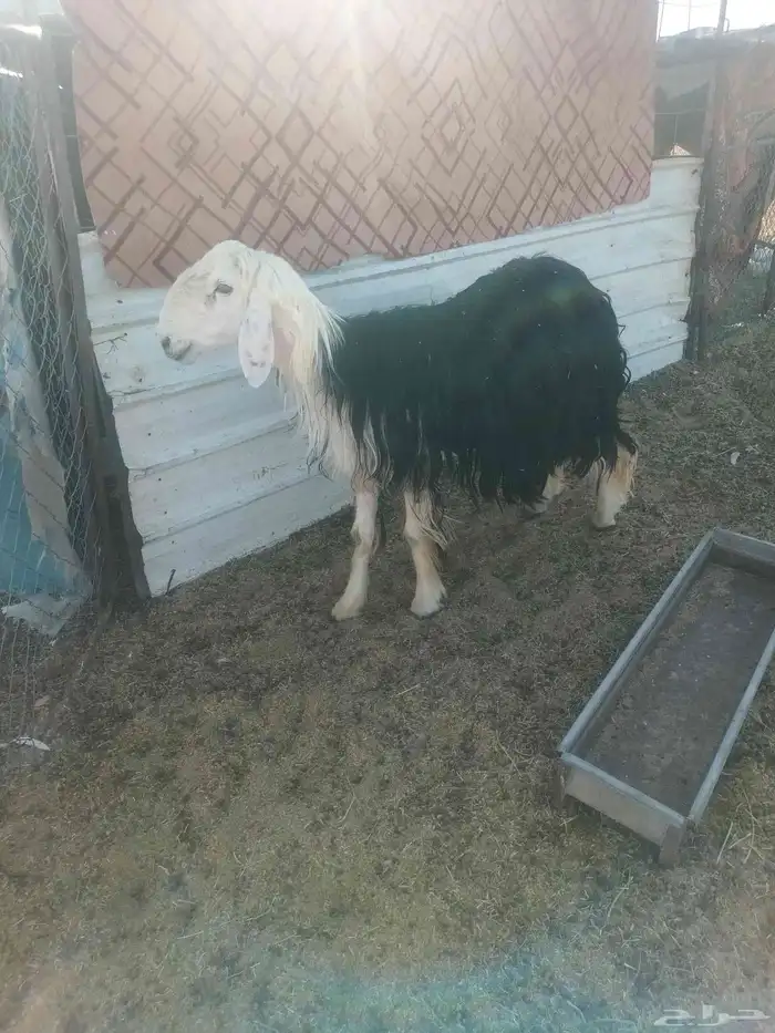 للبيع خروف نجدي سن رباع غير مشروط 2