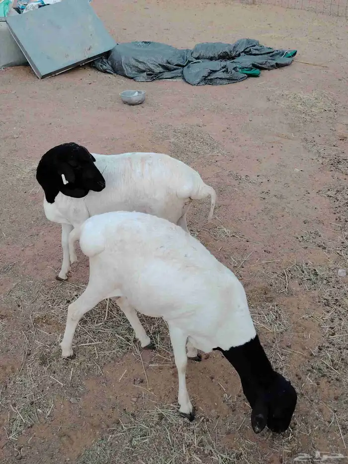 خرفان برابر 5