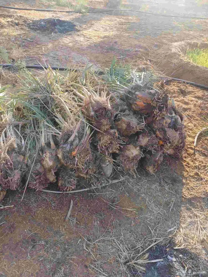يوجد لدينا فسايل نخيل خلاص حساء ونقوم بقشع وغرس الفسايل 16