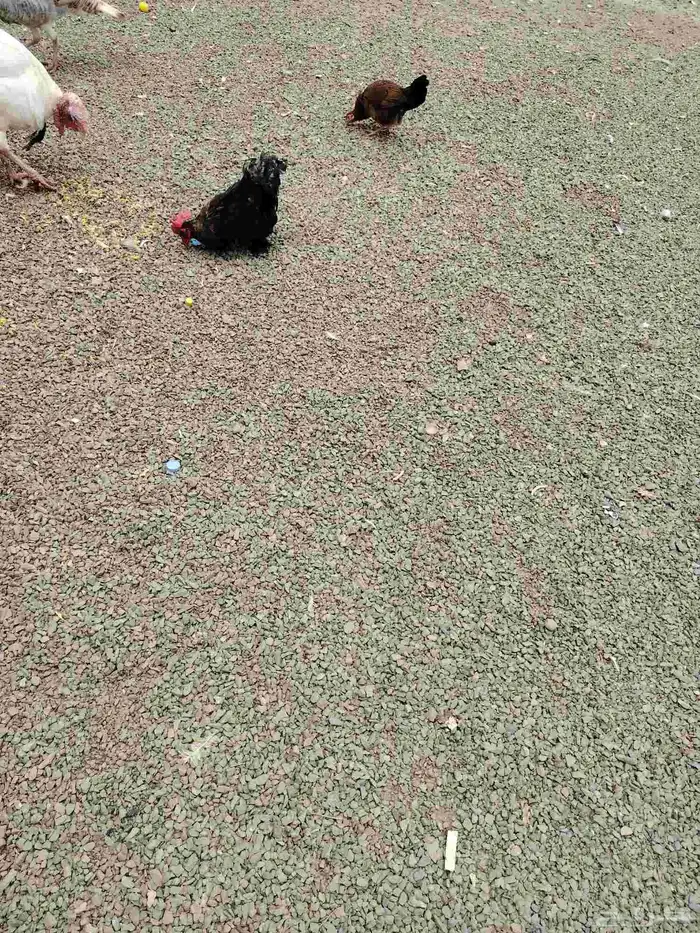 حرجة ضمد 2