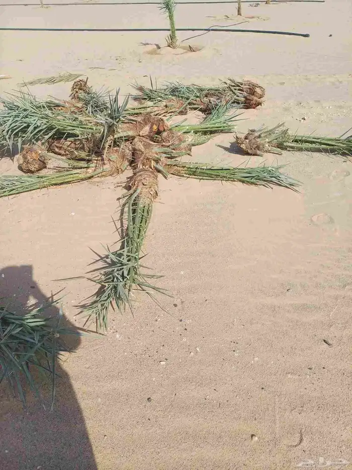 يوجد لدينا فسايل نخيل خلاص حساء ونقوم بقشع وغرس الفسايل 6