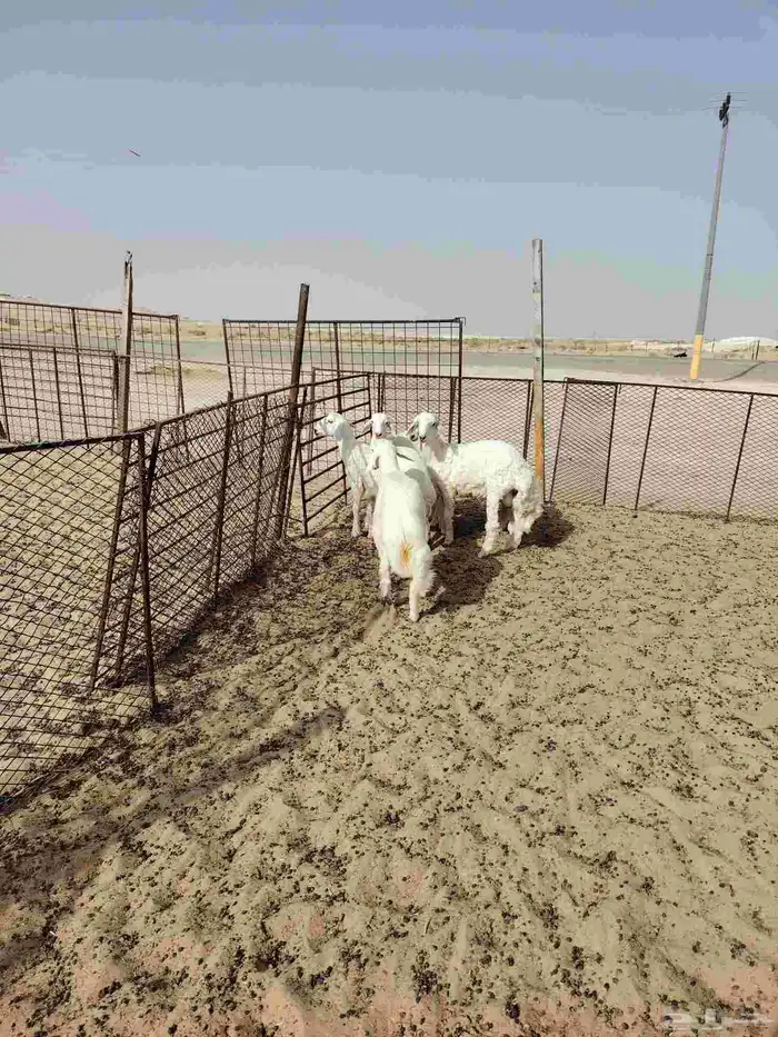 ذبائح حري فل   وسواكن فل 7