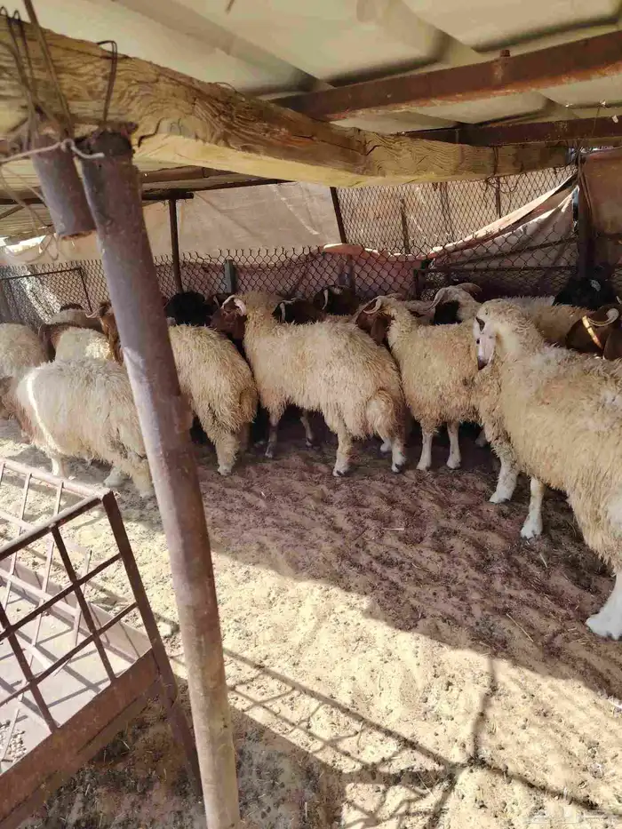 ذبائح نعيمي 3