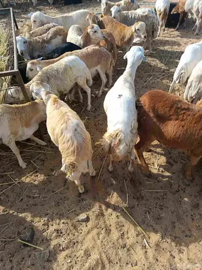 رفدي index