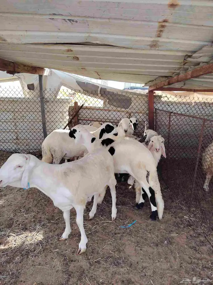 ذبائح حري فل   وسواكن فل 8