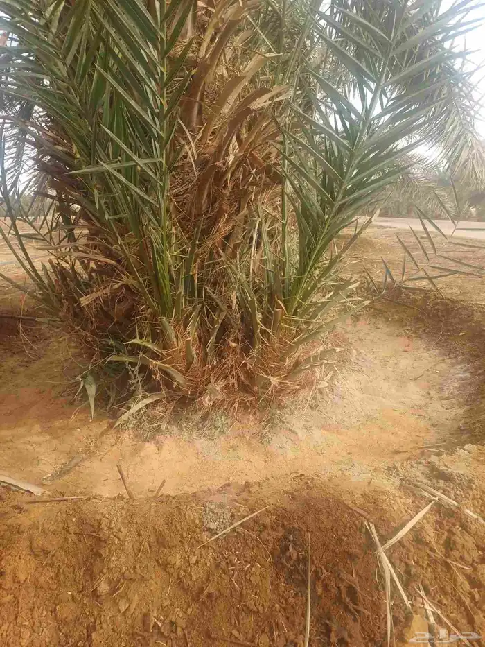 يوجد لدينا فسايل نخيل خلاص حساء ونقوم بقشع وغرس الفسايل 14