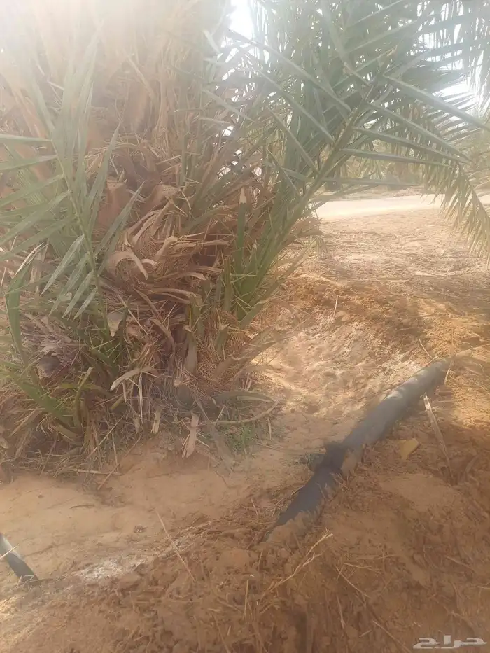يوجد لدينا فسايل نخيل خلاص حساء ونقوم بقشع وغرس الفسايل 13