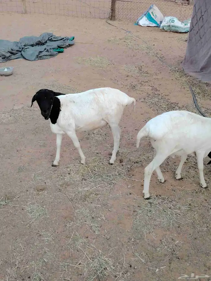 خرفان برابر 6