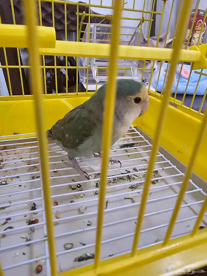 للبيع ب 80 ريال 1