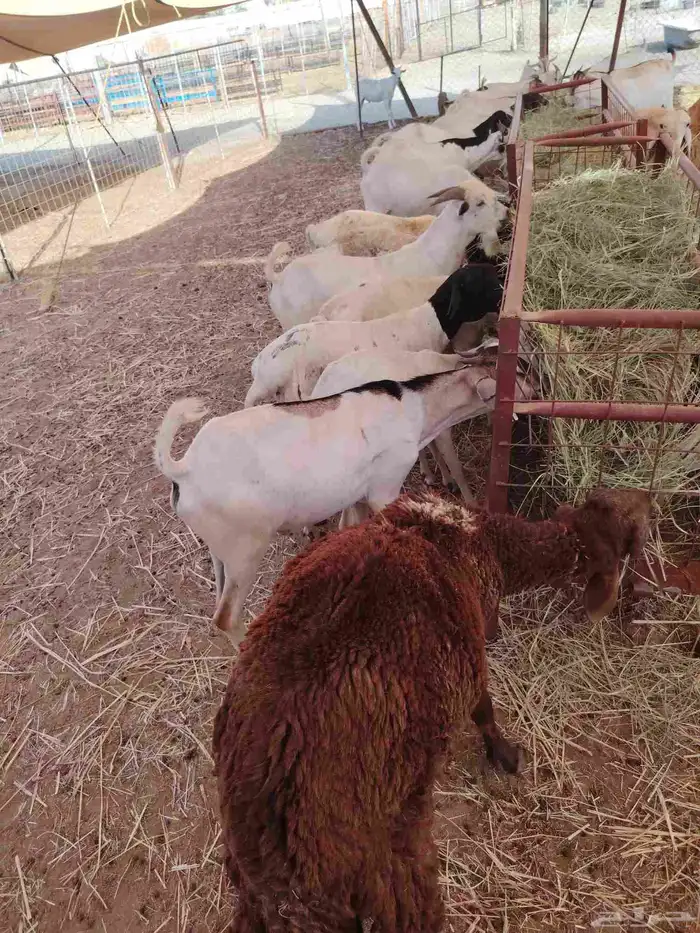 برابر وتيوس صوماليه وسواكن وقعود صومالية 0