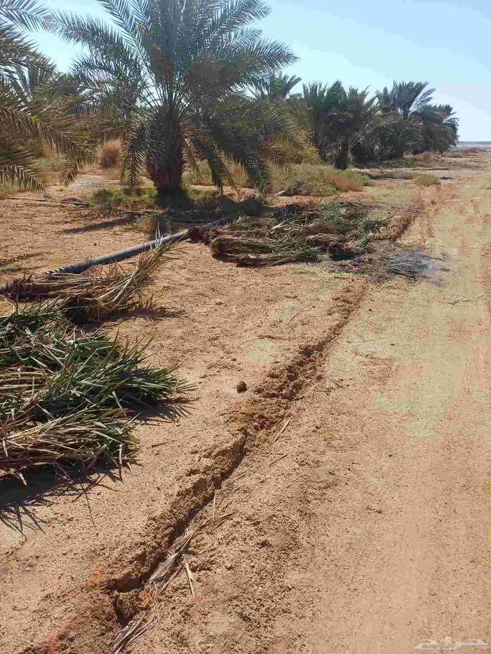 يوجد لدينا فسايل نخيل خلاص حساء ونقوم بقشع وغرس الفسايل 18