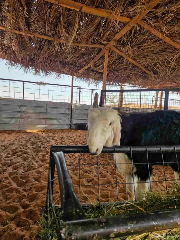 طلي نجدي فخر البيع 3