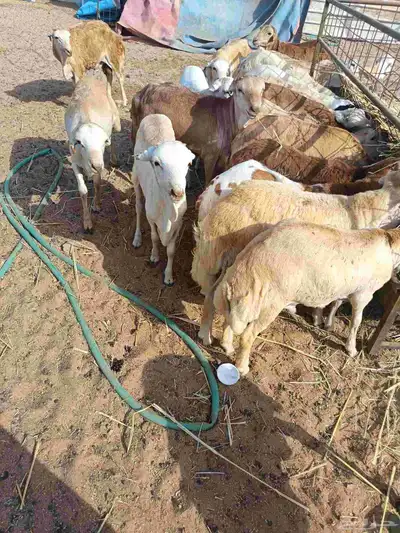 رفدي index