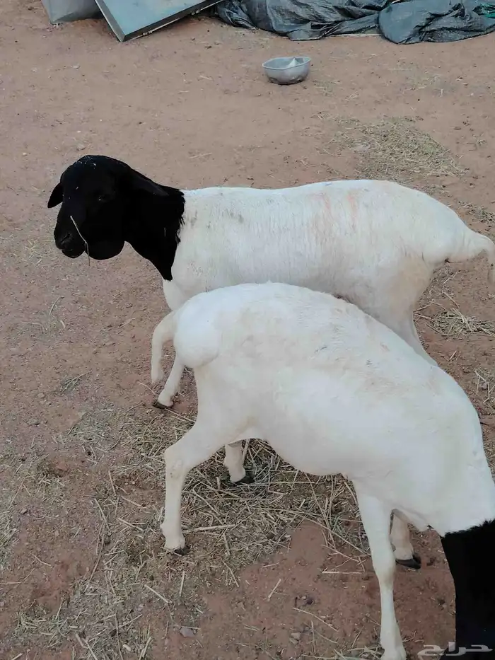 خرفان برابر 2