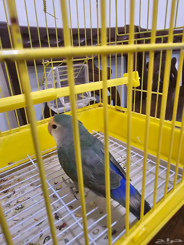 للبيع ب 80 ريال 0