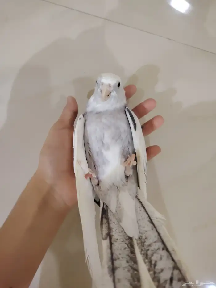كروان البينو أليف و كروان هولندي أليف 0