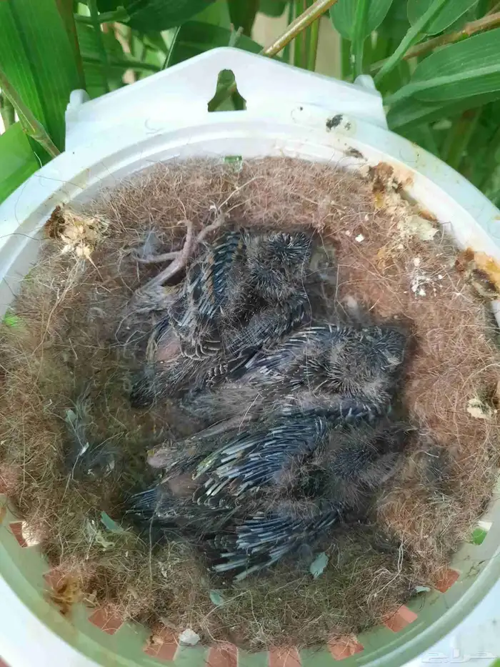 جوز كناري مع فراخ 6