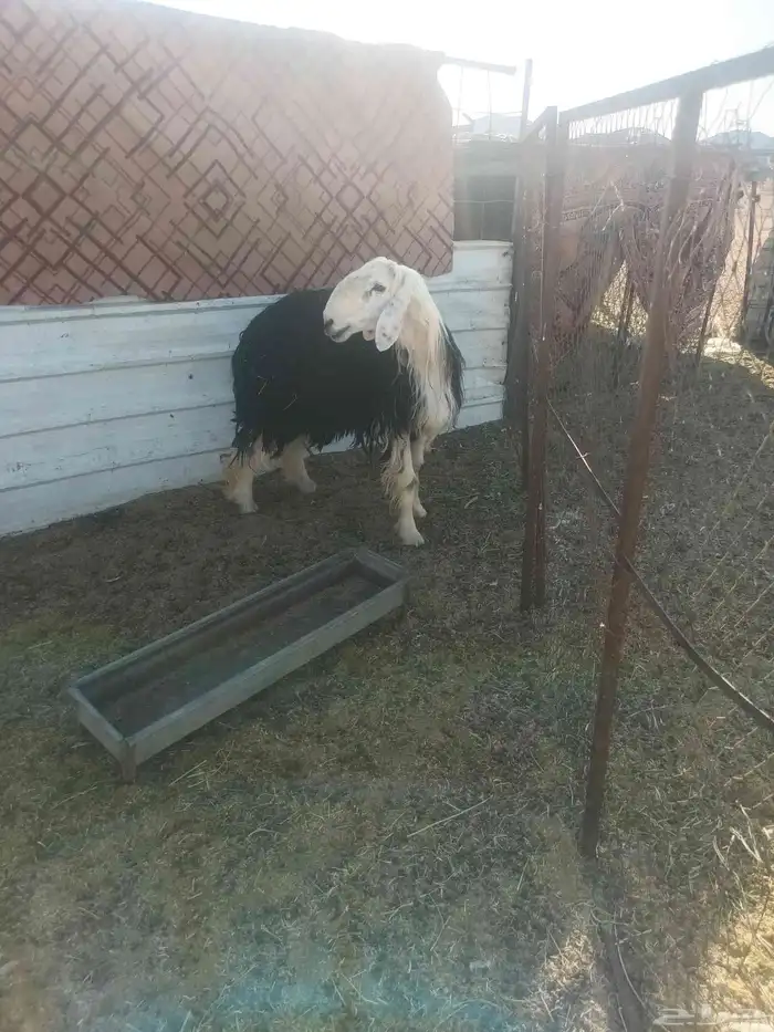 للبيع خروف نجدي سن رباع غير مشروط 1