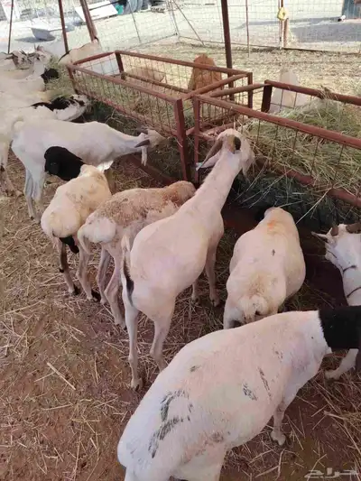 برابر وتيوس صوماليه وسواكن وقعود صومالية index