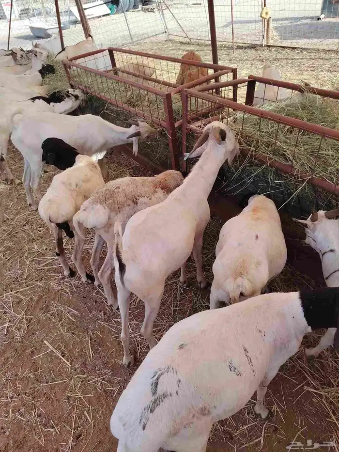 برابر وتيوس صوماليه وسواكن وقعود صومالية 2
