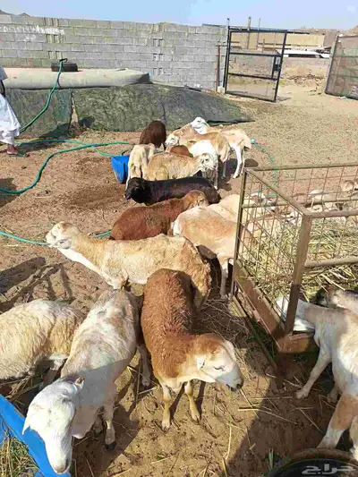 رفدي index